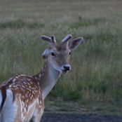 Richmond Park thumb